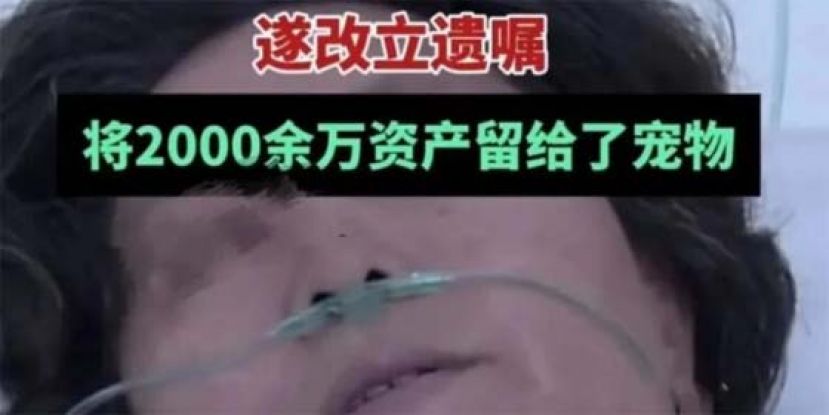 感叹子女不曾病床前尽孝，华妇改遗嘱千万遗产留猫狗。