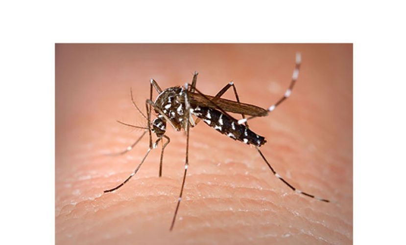 大马上周1583例骨痛热症2死