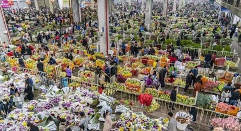 中国今年花卉销售额将突破2000亿人民币。