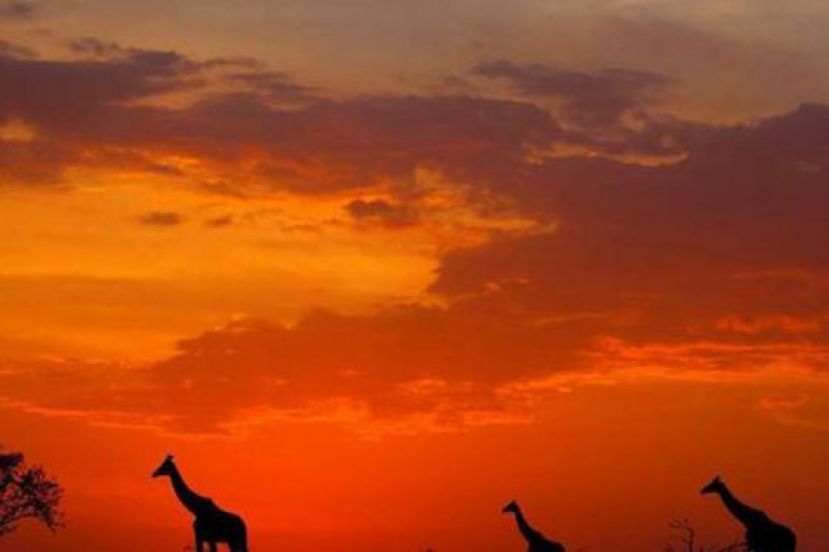 拉丁美洲脊椎动物数量较1970年减少94%