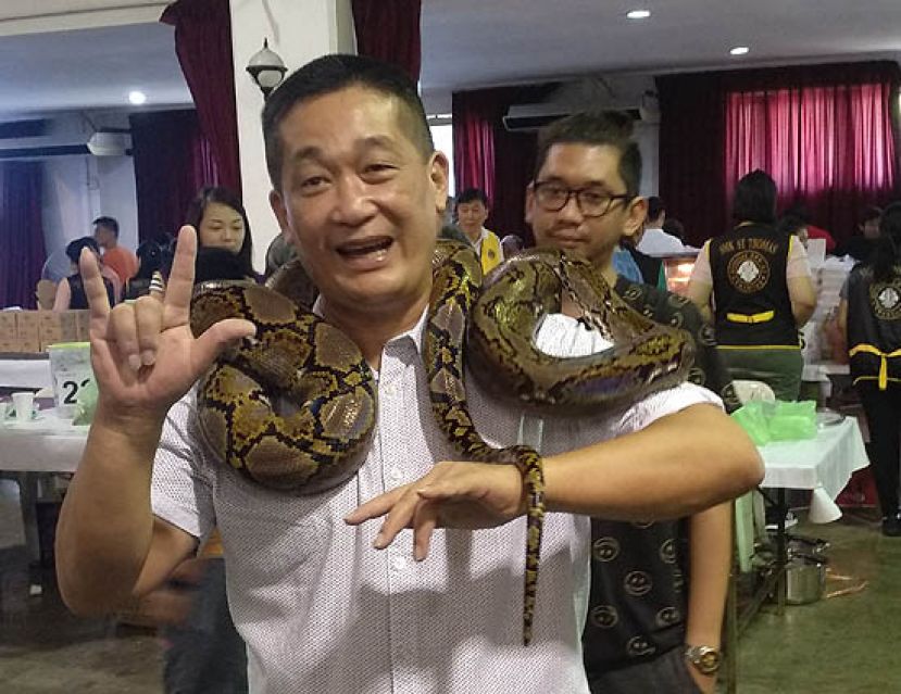 巴都林当区州议员施志豪在砂聋呀协会义卖会上“与蛇共舞”。