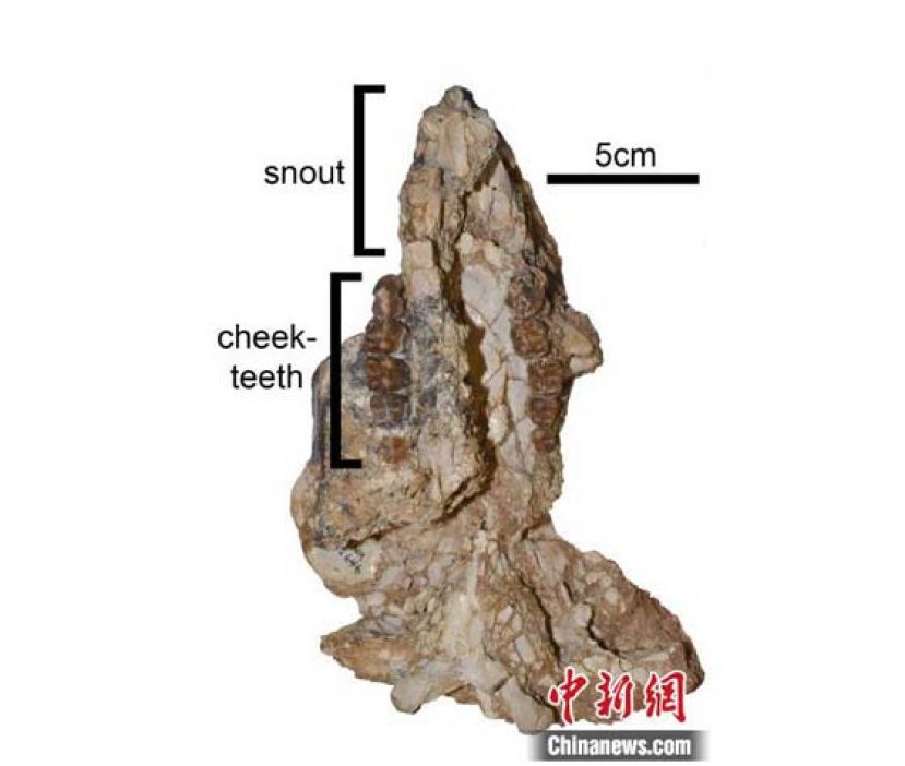 新物种的头骨化石照片，头骨前侧在图片上方，全长19.7厘米。