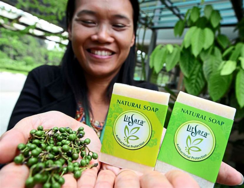 砂“山胡椒”萃取精油  制作美容产品好评如潮