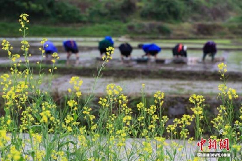 谷雨节气刚过，贵州省丹寨县民众抢抓农时，耕田、栽插。