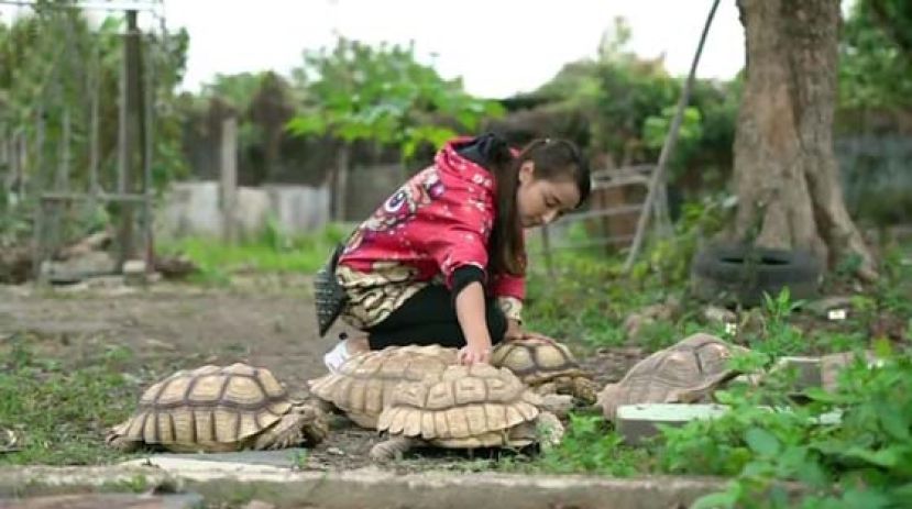 大妈于两年前开始她接收回来的陆龟供人领养，宛如中途之家。
