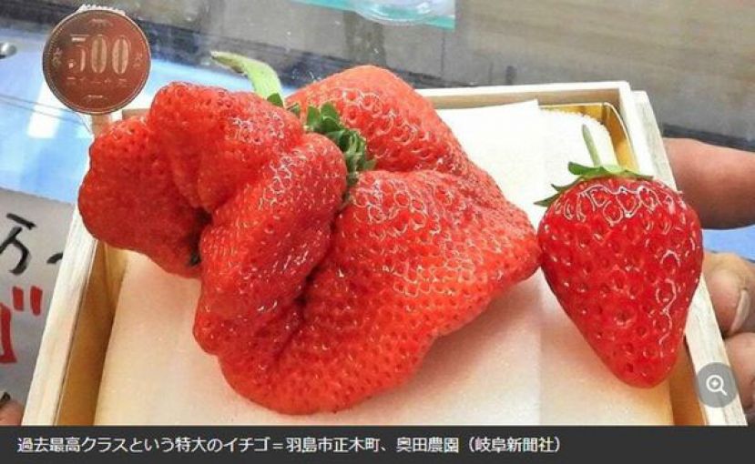 重达165公克的美人姬要价10万日元。