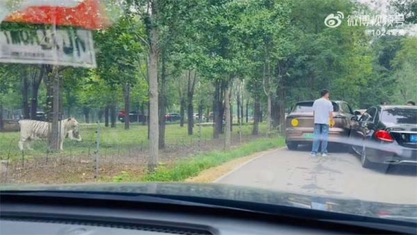 猛兽区内擦撞司机下车理论，一旁白虎虎视眈眈当&ldquo;吃瓜群众&rdquo;。