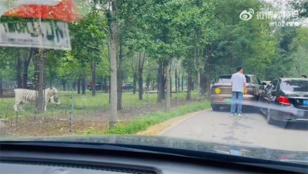 猛兽区内擦撞司机下车理论，一旁白虎虎视眈眈当&ldquo;吃瓜群众&rdquo;。