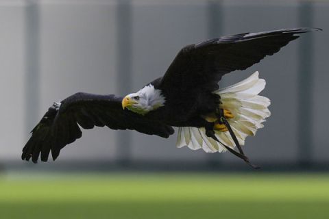 白头海雕正式成为美国国鸟。