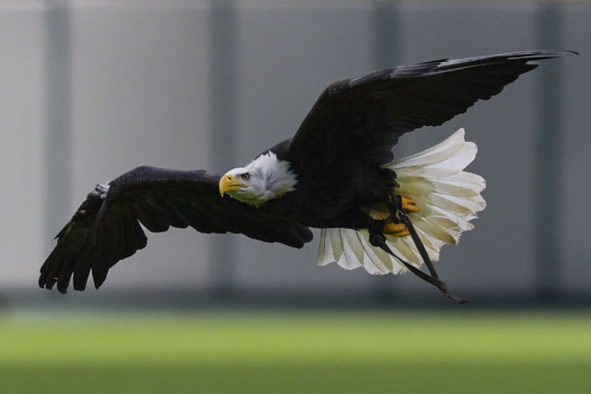 白头海雕正式成为美国国鸟。