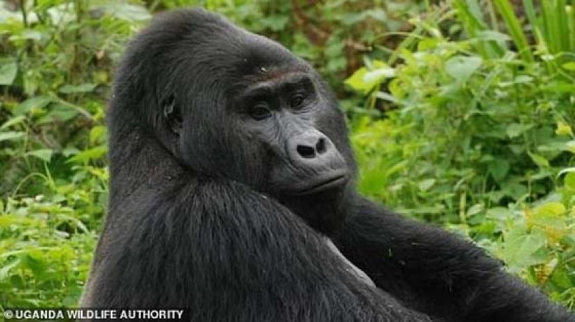 明星大猩猩被刺死　凶手恐终身坐牢或罚2303万