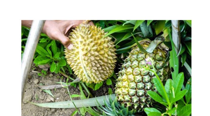 国家水果候选建议　农粮部接榴梿与黄梨提案