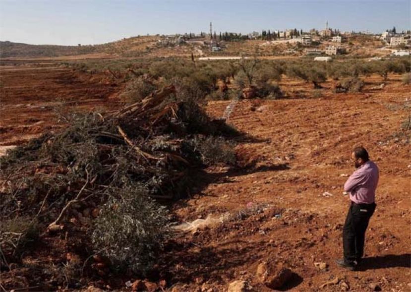 以军推土机拔除西岸数百棵橄欖树，引发迫迁疑慮。