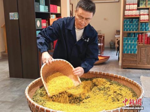 郑小平制作桂花龙井。