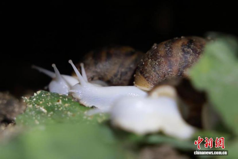 浙江南湖养殖基地内，蜗牛在进食。
