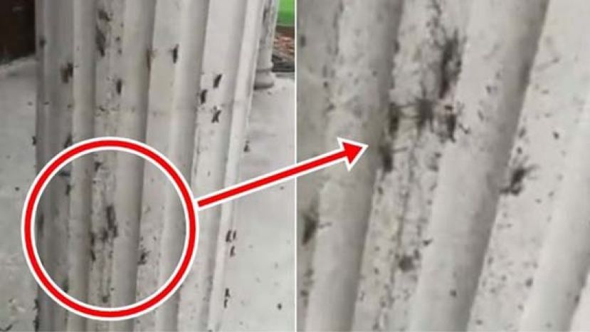 影片所见，村民住宅的墙面、石柱出现许多蝗虫。