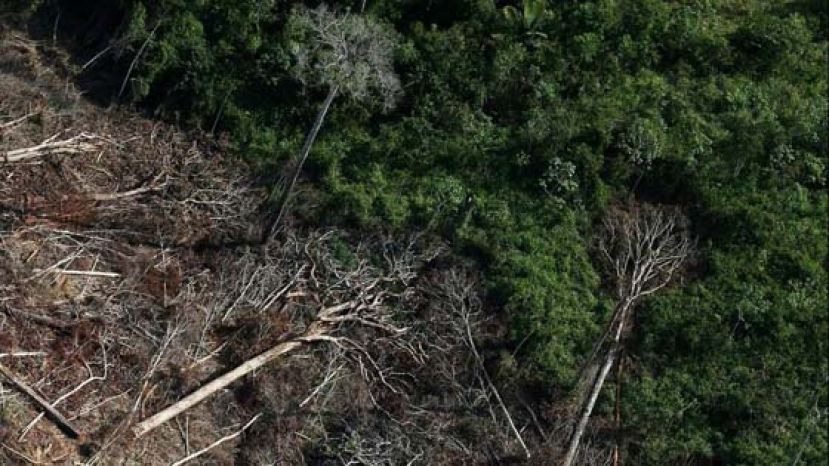 829平方公里雨林在5月消失　巴西月度毁林面积达5年最大