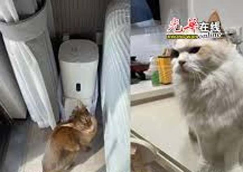 中国国庆上门喂养需求激增，最高9天赚近5千令吉