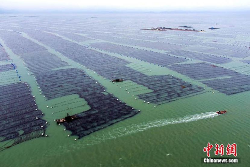 福建霞浦&ldquo;海上牧场&rdquo;迎来海带收获季