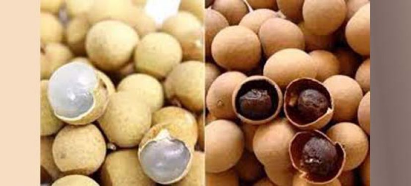 龙眼晒干变桂圆　药用价值更高