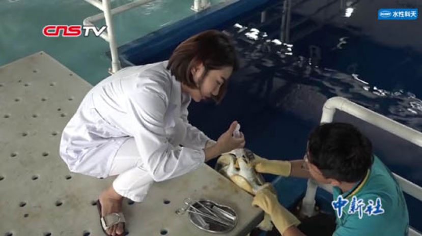 海洋动物&ldquo;女医生&rdquo;：像母亲保护孩子