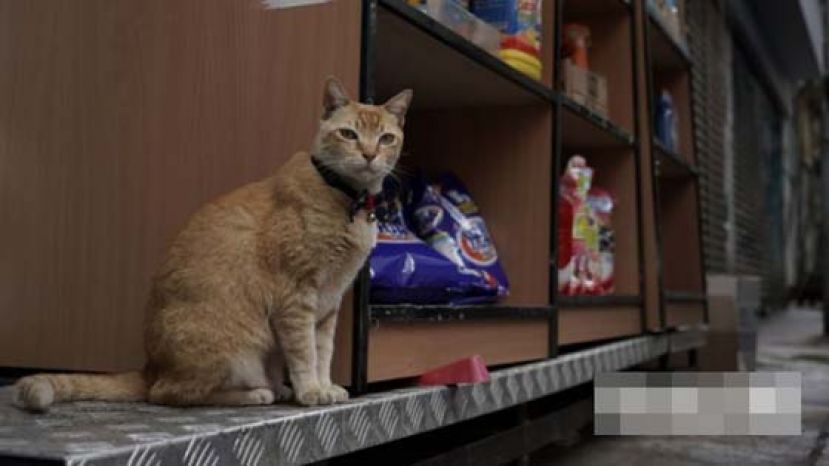 阿吉是西营盘一间药房的猫店长，平日喜欢在街走来走去，是西营盘区的猫明星。