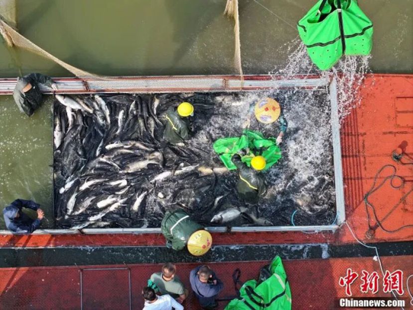在位于江西省九江市八里湖新区的赛城湖，渔民正进行秋捕。