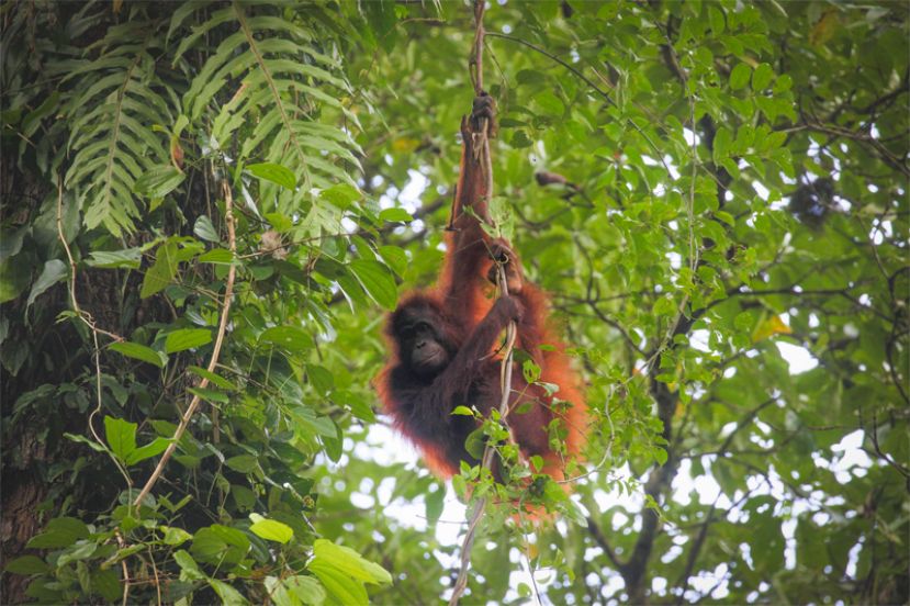 沙巴布吉比顿成年雄性人猿。