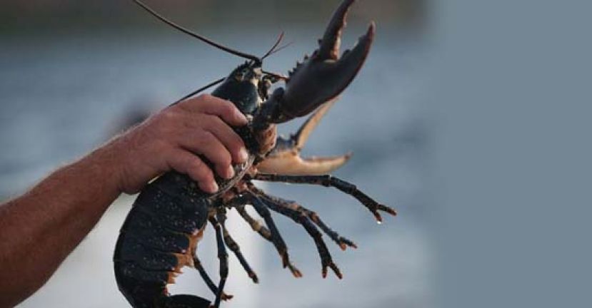 特朗普指示农业部援助龙虾业。