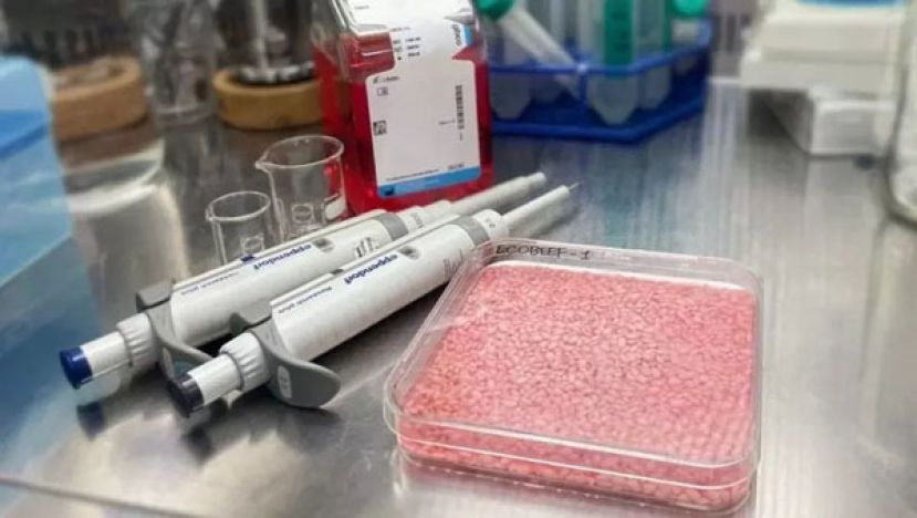 韩国科学家研发牛肉米，含培育牛肉补充环保蛋白质。
