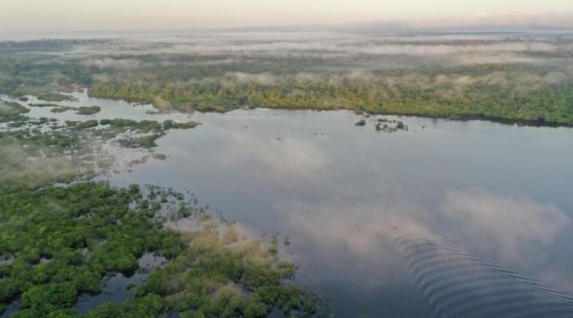 研究发现 亚马逊雨林正在“长胖”。
