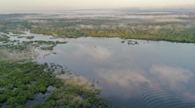 研究发现 亚马逊雨林正在“长胖”。