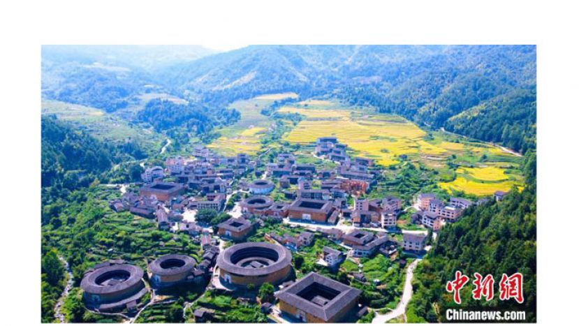 数千亩高山梯田稻子陆续成熟，与土楼群交相辉映，构成了一幅美丽的画卷。