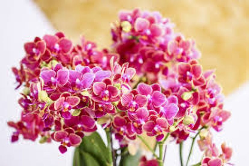 农历新年前大受欢迎的年花，如今也因  全国各地落实行动管制令2.0，面对严重的滞销问题。