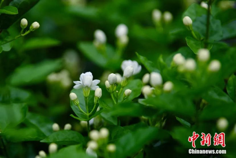 犍为茉莉花。