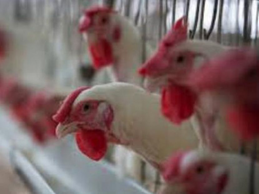 荷兰农场再度暴发禽流感疫情　逾6万只家禽被扑杀