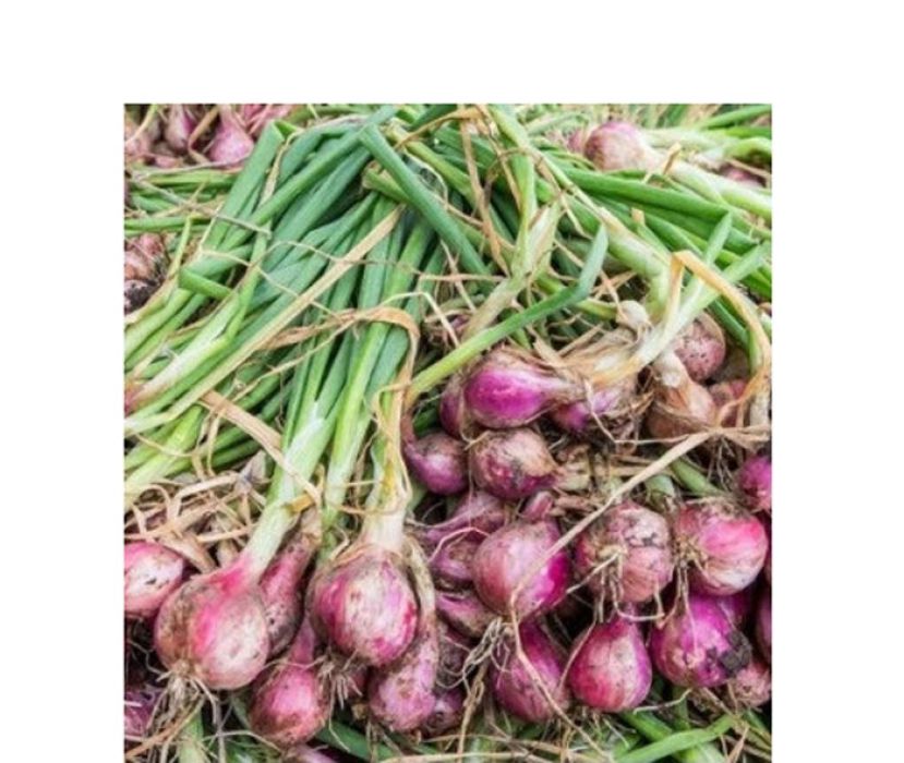 农长：大马去年产54公吨洋葱