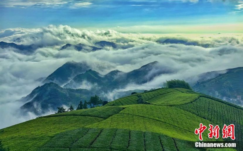 西白山茶园。