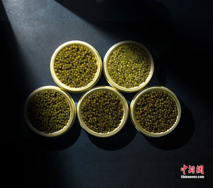雅安鱼子酱。