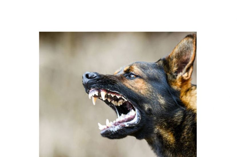 晋汉连民斯县列狂犬病疫区　砂政府即起挨家挨户检查宠物
