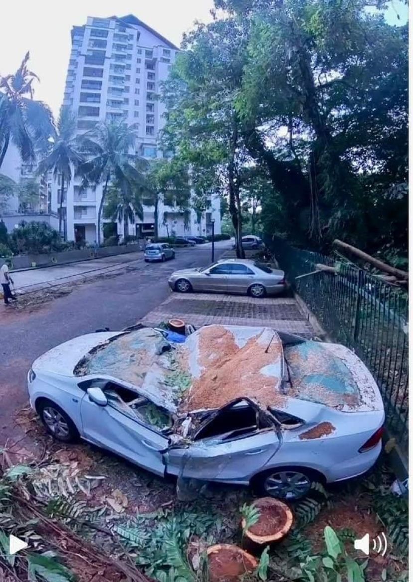 轿车被老树砸扁犹如开篷跑车